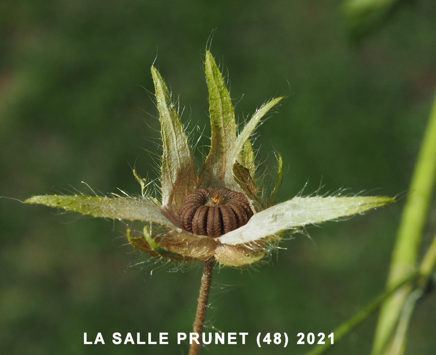 Mallow, Common fruit